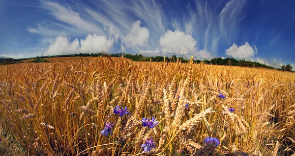 Summer golden rye — Stock Photo, Image