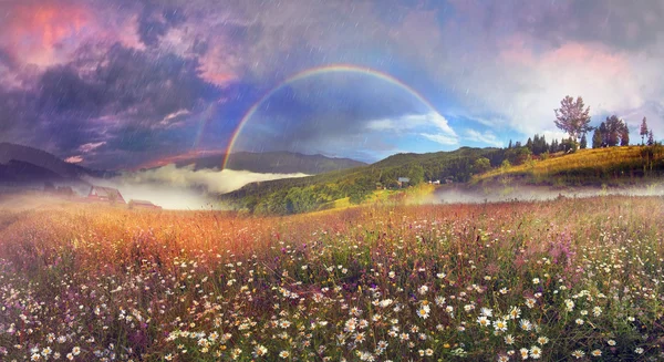 Bloeiende zomer veld — Stockfoto