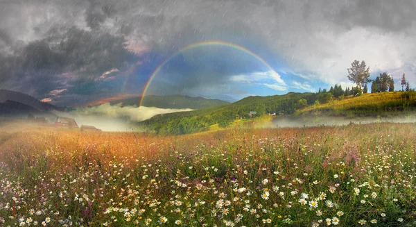 Campo de verano floreciente — Foto de Stock