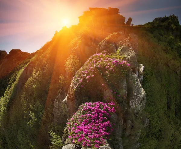 Campo de verano floreciente — Foto de Stock