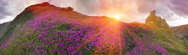 Blooming summer  field — Stock Photo, Image