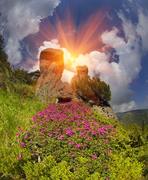 Fioritura campo estivo — Foto Stock