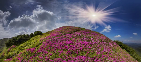 Bloeiende zomer veld — Stockfoto