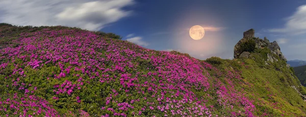 Blühendes Sommerfeld — Stockfoto