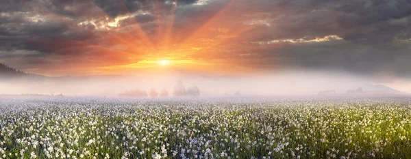 Fioritura campo estivo — Foto Stock