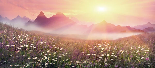 Fioritura campo estivo — Foto Stock