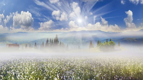 Blühendes Sommerfeld — Stockfoto