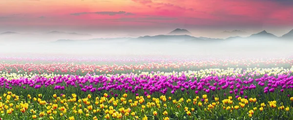 Floreciendo hermosos tulipanes en el campo —  Fotos de Stock