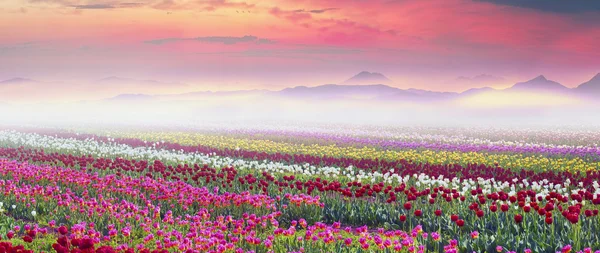 Bloeien mooie tulpen in veld — Stockfoto