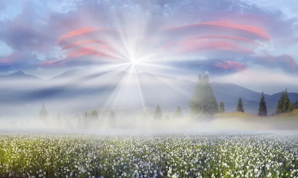 Fioritura campo estivo — Foto Stock