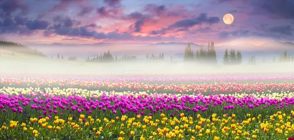 Floreciendo hermosos tulipanes en el campo —  Fotos de Stock