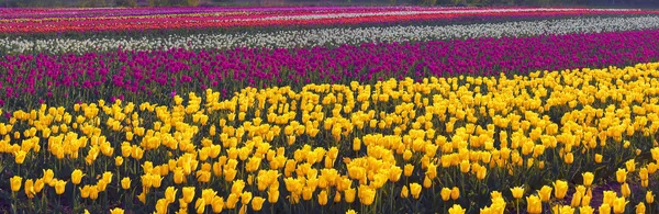 Fioritura bei tulipani in campo — Foto Stock