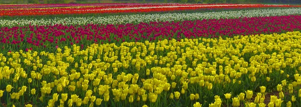 Florescendo belas tulipas no campo — Fotografia de Stock