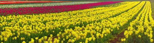 Kvetoucí krásné tulipány v oboru — Stock fotografie