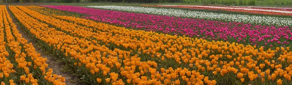 Kwitnące piękne tulipany w dziedzinie — Zdjęcie stockowe