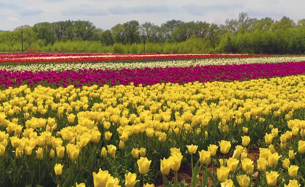 Fioritura bei tulipani in campo — Foto Stock
