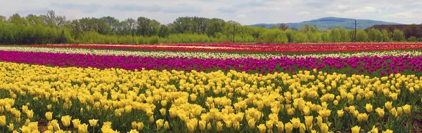 Floreciendo hermosos tulipanes en el campo —  Fotos de Stock