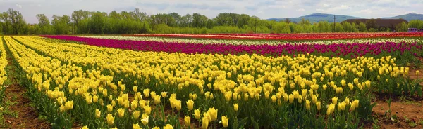 Floreciendo hermosos tulipanes en el campo —  Fotos de Stock