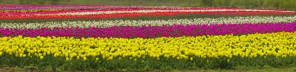 Blühende schöne Tulpen im Feld — Stockfoto