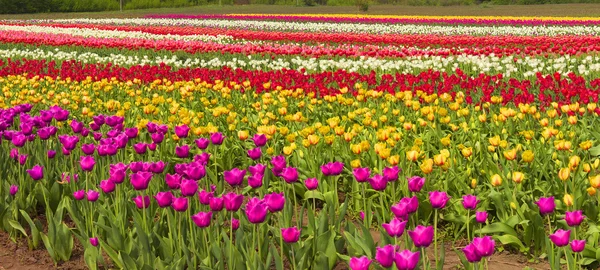 Florescendo belas tulipas no campo — Fotografia de Stock