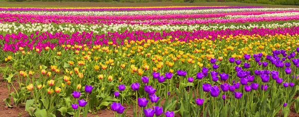 Fioritura bei tulipani in campo — Foto Stock