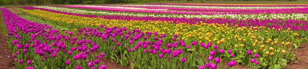 Blühende schöne Tulpen im Feld — Stockfoto