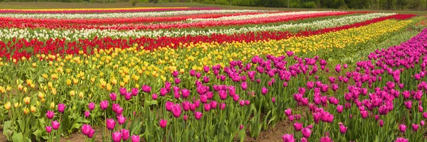 Fioritura bei tulipani in campo — Foto Stock