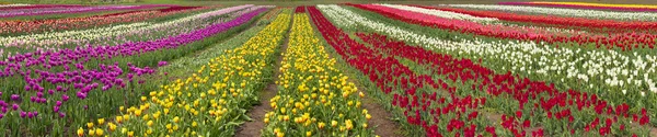 Kvetoucí krásné tulipány v oboru — Stock fotografie