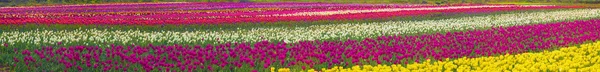 Fioritura bei tulipani in campo — Foto Stock