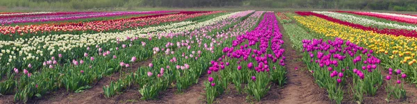 Blühende schöne Tulpen im Feld — Stockfoto