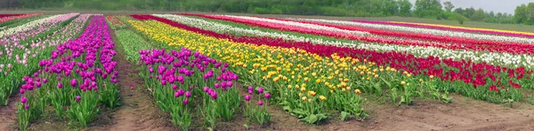 Kvetoucí krásné tulipány v oboru — Stock fotografie