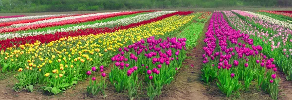 Fioritura bei tulipani in campo — Foto Stock