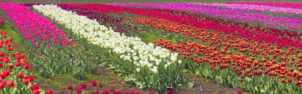 Fioritura bei tulipani in campo — Foto Stock