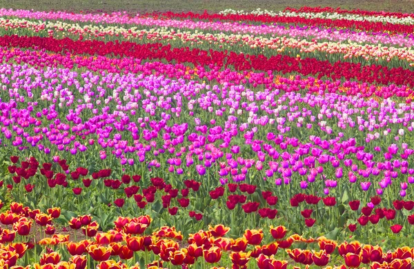 Blommande vackra tulpaner i fältet — Stockfoto