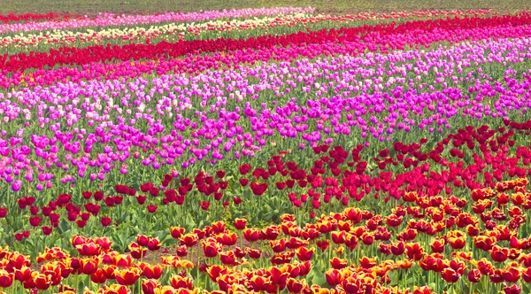 Fioritura bei tulipani in campo — Foto Stock