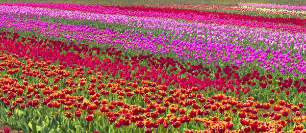 Kwitnące piękne tulipany w dziedzinie — Zdjęcie stockowe