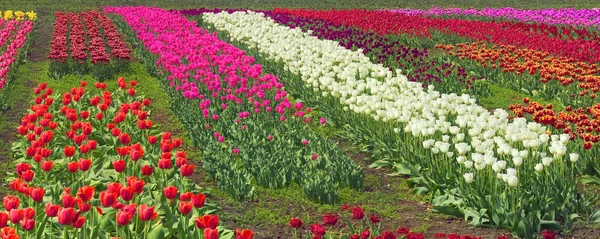 Fioritura bei tulipani in campo — Foto Stock