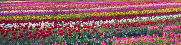 Fioritura bei tulipani in campo — Foto Stock