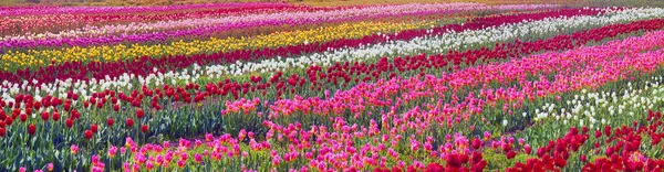 Fioritura bei tulipani in campo — Foto Stock