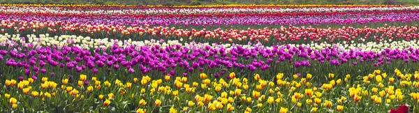 Floraison de belles tulipes dans le champ — Photo