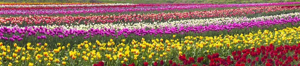 Blooming beautiful tulips in field — Stock Photo, Image