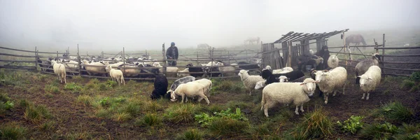 Rebanho de ovinos em Cárpatos — Fotografia de Stock