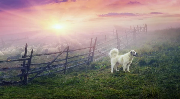 Schapen herd op Karpaten — Stockfoto