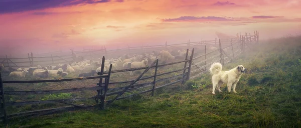 Sheep herd at Carpathians — Stock Photo, Image