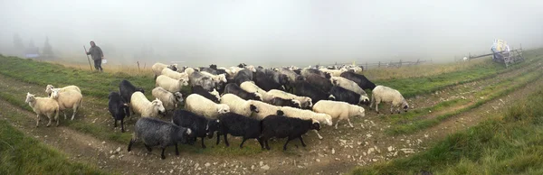 羊飼いと羊、カルパティア山脈の — ストック写真