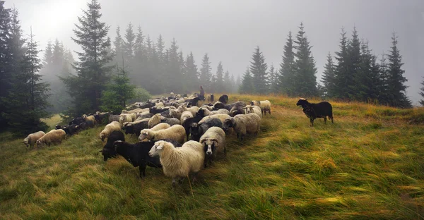 Schapen herd op Karpaten — Stockfoto