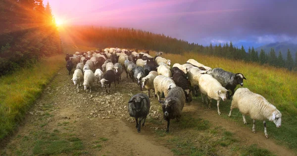 Stádo ovcí na Karpaty — Stock fotografie