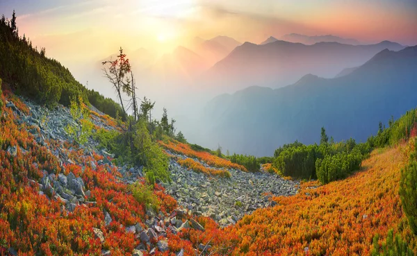 Bosque de otoño en las montañas — Foto de Stock