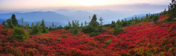 Floresta de outono em montanhas — Fotografia de Stock