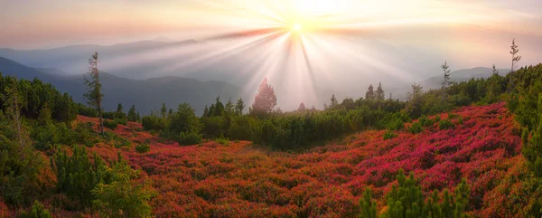 Hösten skogen i bergen — Stockfoto